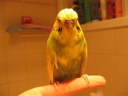 August22007-budgieshower004Custom.jpg
