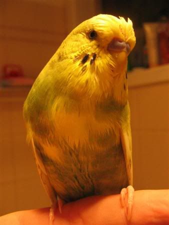 August22007-budgieshower007Custom.jpg