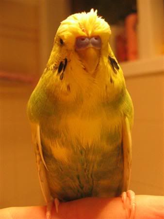 August22007-budgieshower010Custom.jpg