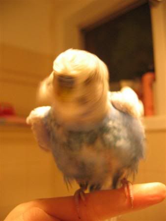 August22007-budgieshower011Custom.jpg