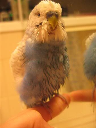August22007-budgieshower015Custom.jpg
