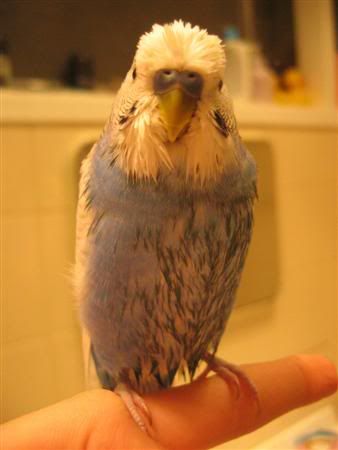 August22007-budgieshower019Custom.jpg
