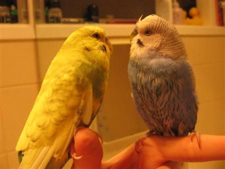 August22007-budgieshower020Custom.jpg