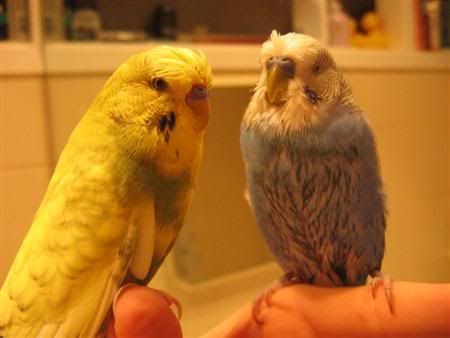 August22007-budgieshower021Custom.jpg
