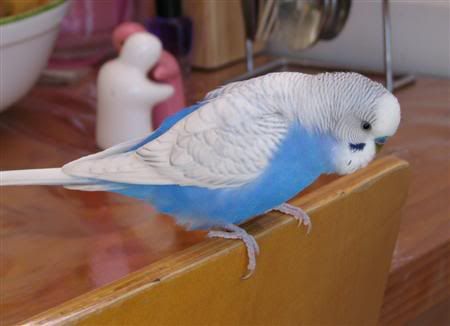 August62007-pets043Custom.jpg