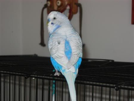 January142007-birdcentral020Custom.jpg