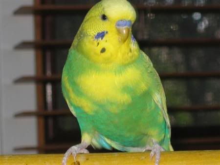 July162007-pets010Custom.jpg