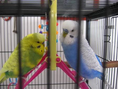 July162007-pets014Custom.jpg