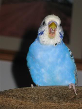 July162007-pets032Custom.jpg