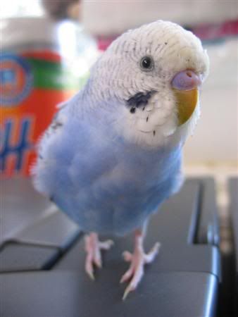 July162007-pets054Custom.jpg