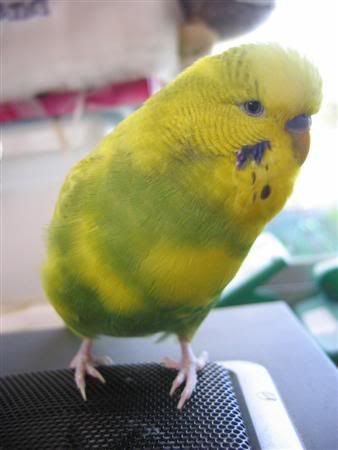 July162007-pets055Custom.jpg