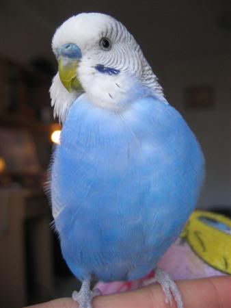 July162007-pets074Custom.jpg