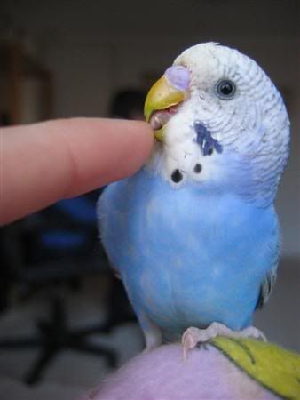 July162007-pets079Custom.jpg