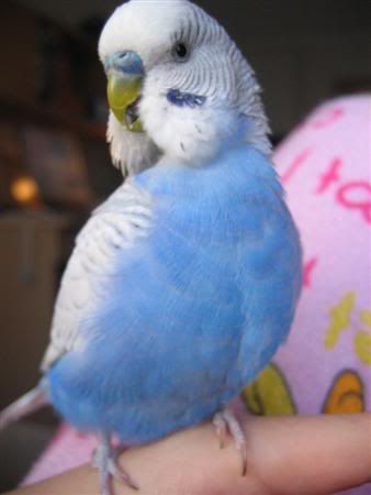 July162007-pets101Custom.jpg