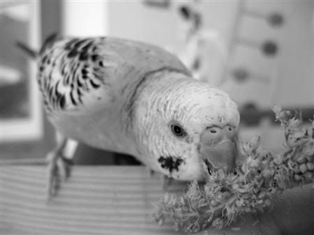 July182007-bwbirds038Custom.jpg