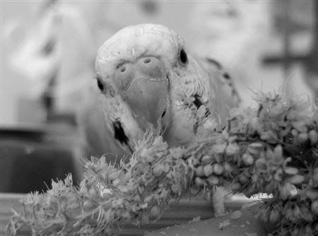 July182007-bwbirds039Custom.jpg