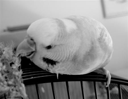 July182007-bwbirds043Custom.jpg