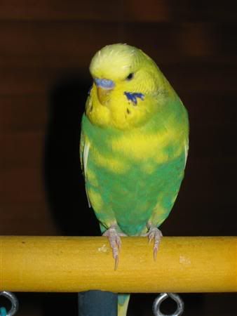 July72007-birds001Custom.jpg