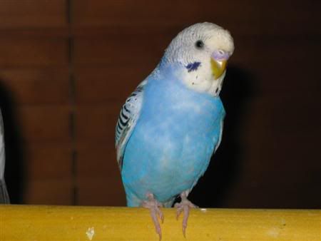 July72007-birds003Custom.jpg