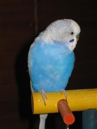 July72007-birds005Custom.jpg