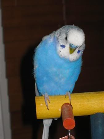 July72007-birds006Custom.jpg