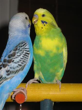 July82007-pets006Custom.jpg