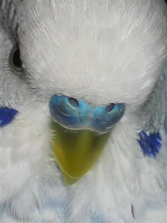 July82007-pets010Custom.jpg