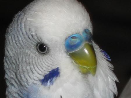 July82007-pets021Custom.jpg