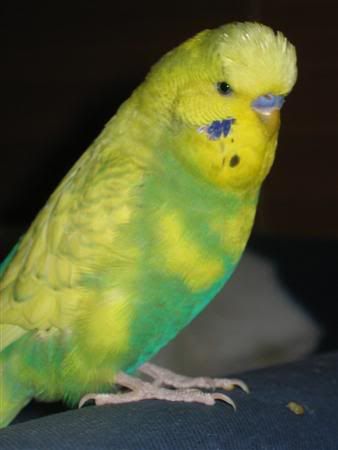 July82007-pets032Custom.jpg