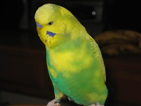 June142007-pets033Custom.jpg