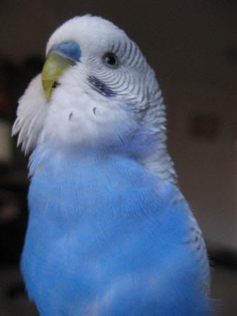 June142007-pets038Custom.jpg