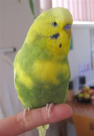 June62007-budgiebath006Custom.jpg