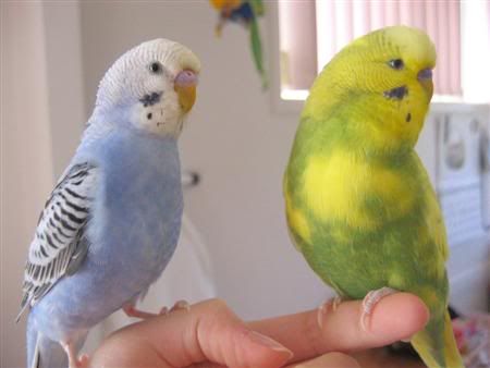 June62007-budgiebath007Custom.jpg