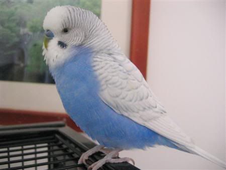 June62007-budgiebath011Custom.jpg