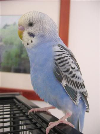 June62007-budgiebath012Custom.jpg