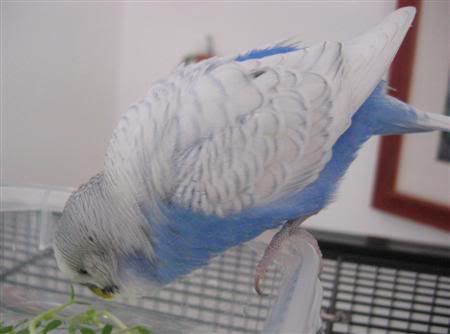 June62007-budgiebath028Custom.jpg