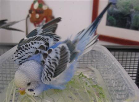 June62007-budgiebath030Custom.jpg