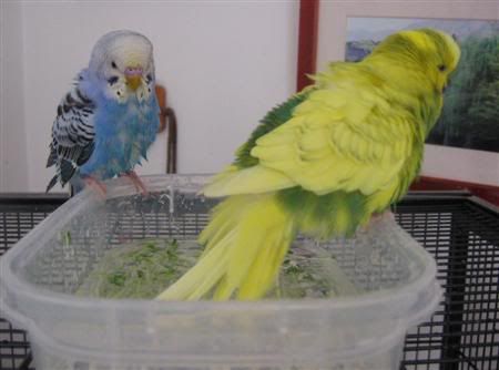 June62007-budgiebath037Custom.jpg