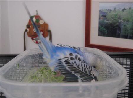 June62007-budgiebath038Custom.jpg