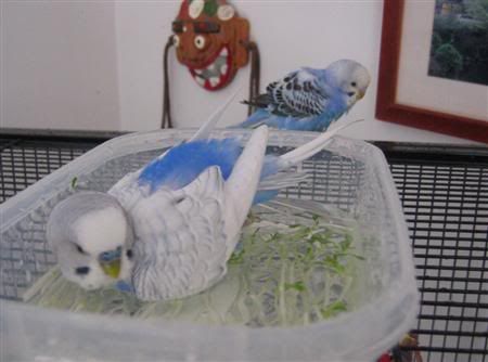 June62007-budgiebath039Custom.jpg