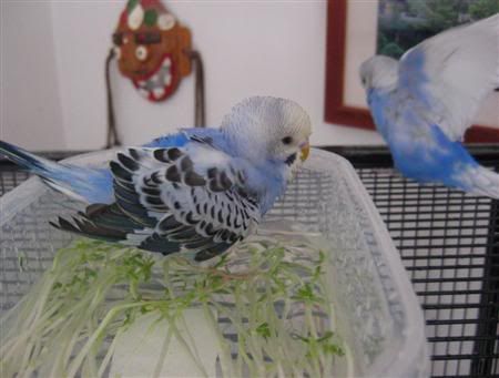 June62007-budgiebath040Custom.jpg