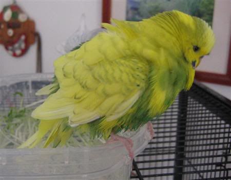 June62007-budgiebath042Custom.jpg