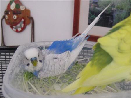 June62007-budgiebath044Custom.jpg