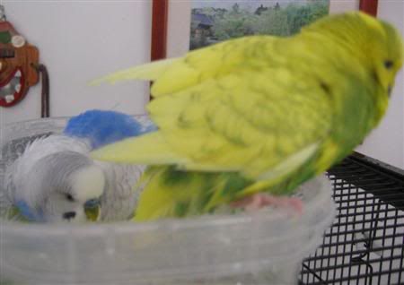 June62007-budgiebath046Custom.jpg