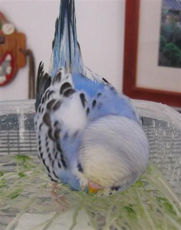 June62007-budgiebath048Custom.jpg