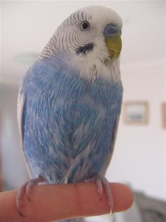 June62007-budgiebath052Custom.jpg
