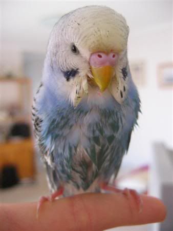 June62007-budgiebath056Custom.jpg