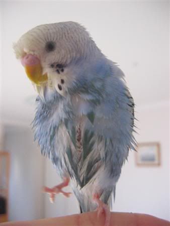June62007-budgiebath057Custom.jpg