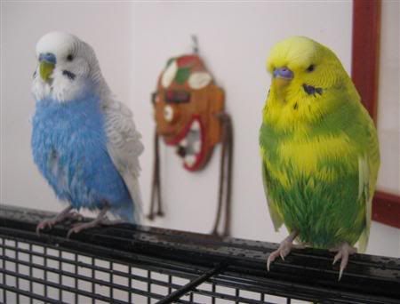 June62007-budgiebath058Custom.jpg