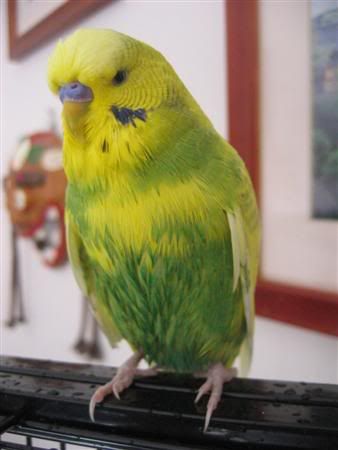 June62007-budgiebath061Custom.jpg